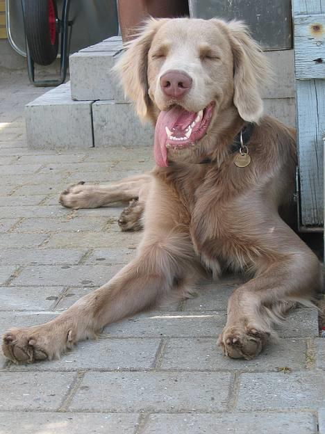 Langhåret Weimaraner Fuchs Vom Jungholz (Død) - Chopin 1 år....Smiler jeg fint nok nu?? billede 1