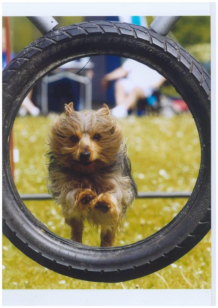 Australian silky terrier Quick Sílk´s Barney - Her kommer jeg.... billede 1