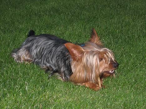 Australian silky terrier Quick Sílk´s Barney - Altid godt med et kødben en varm sommeraften... billede 2
