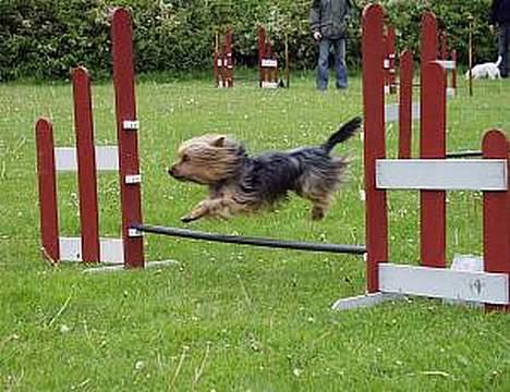 Australian silky terrier Quick Sílk´s Barney - Huuuu hej hvor det går... billede 3