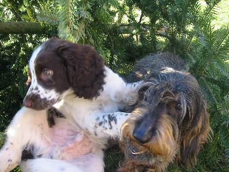 Gravhund Atempos Kozak - Chester(Bette bror) og Kozak leger i vores dejlige juletræ,.   c",) billede 10