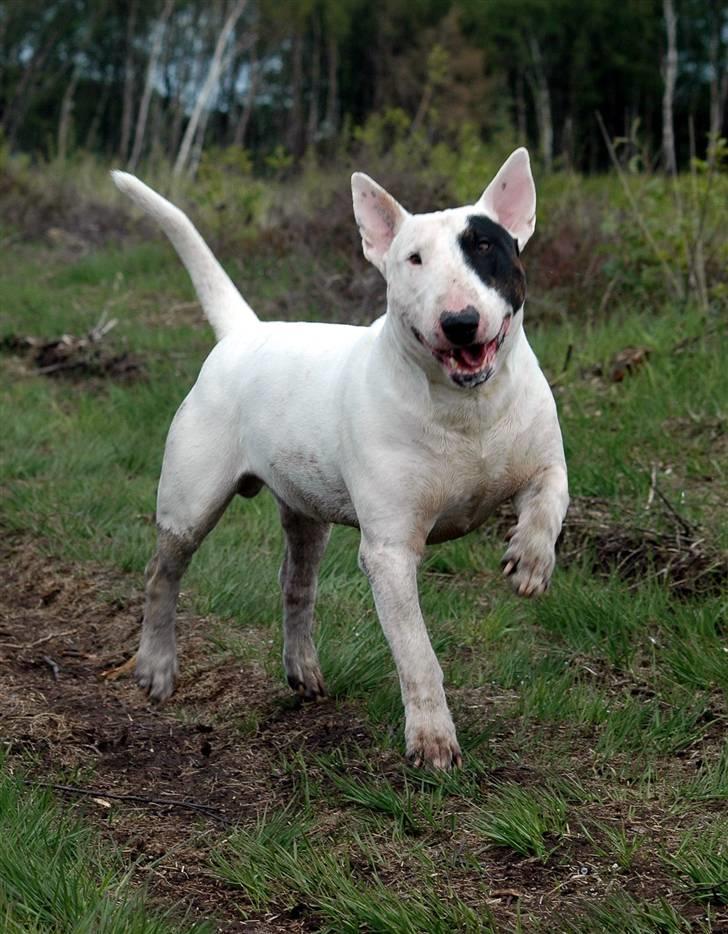 Bullterrier                    *RIP* Joker - Verden´s Bedste Joker ! Kunne ikke have drømt om en bedre 1. hund !!  billede 1