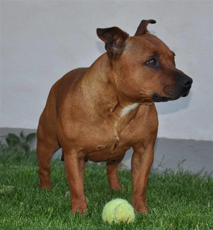 Staffordshire bull terrier Freja 4. januar 2013 <3 <3 R.I.P - ¤NYT¤ billede 3