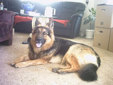 Schæferhund splint billede 1