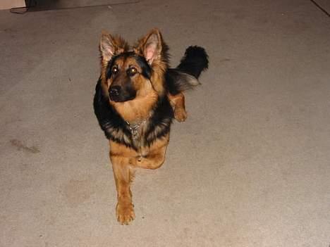 Schæferhund splint billede 2