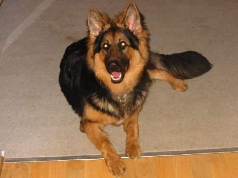 Schæferhund splint billede 3