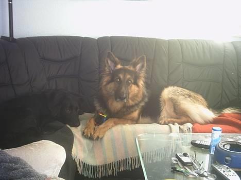 Schæferhund splint billede 4