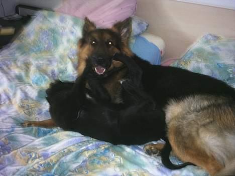 Schæferhund splint billede 5