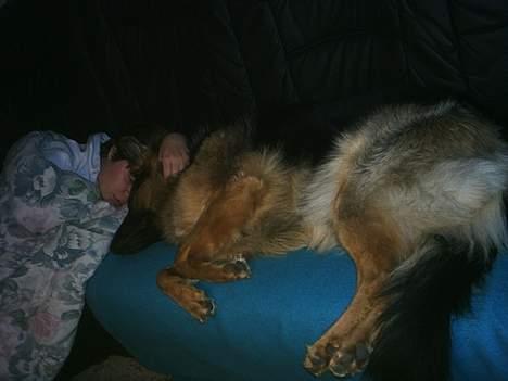 Schæferhund splint billede 6