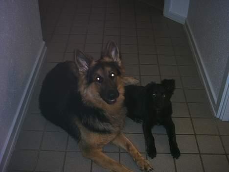 Schæferhund splint billede 7