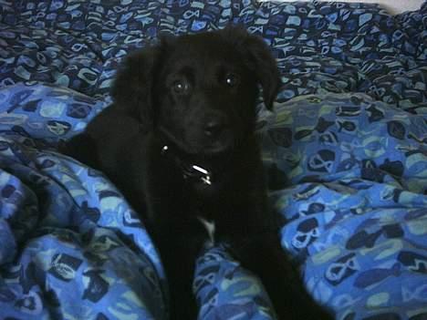 Blanding af racer mini billede 2