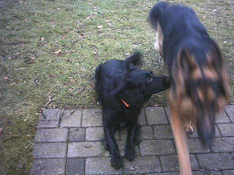 Blanding af racer mini billede 3