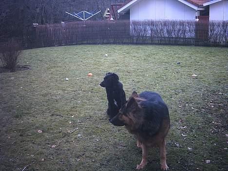 Blanding af racer mini billede 4