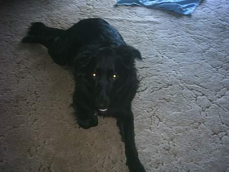 Blanding af racer mini billede 5