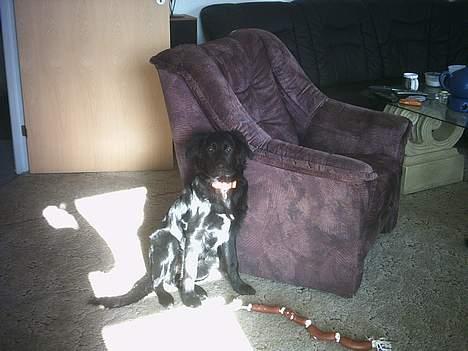 Blanding af racer mini billede 6