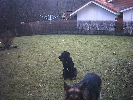 Blanding af racer mini billede 8