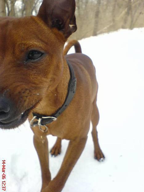 Dvaergpinscher Chico billede 1