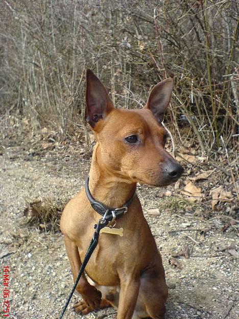 Dvaergpinscher Chico - lille chico på vej hjem til sit nye hjem billede 2