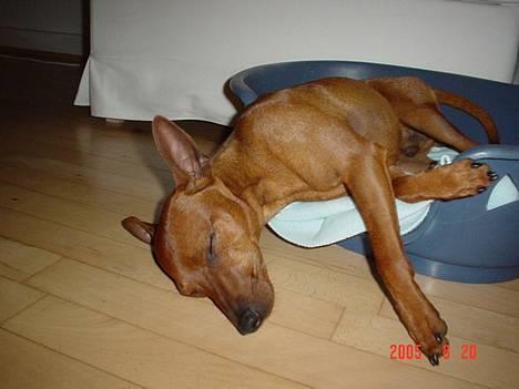 Dvaergpinscher Chico - Hejsa!!! billede 3