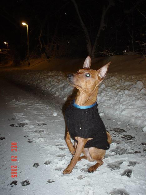 Dvaergpinscher Chico billede 5