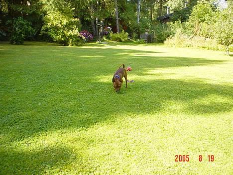 Dvaergpinscher Chico - kan vi komme tættere på??? billede 6