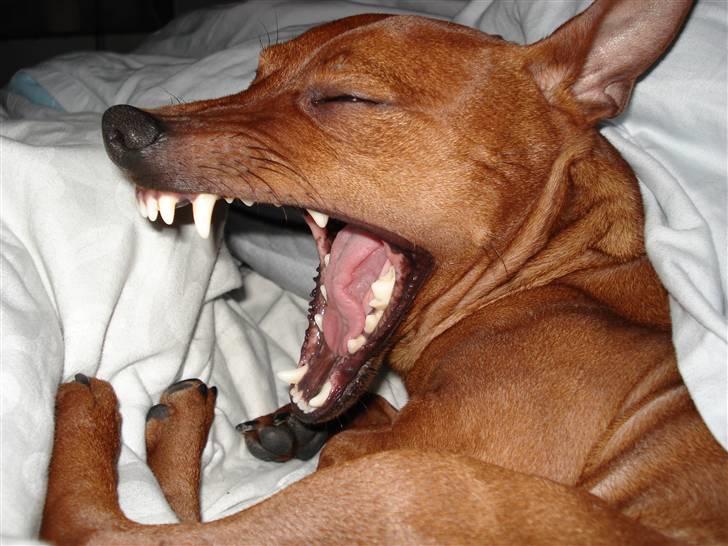 Dvaergpinscher Chico billede 7