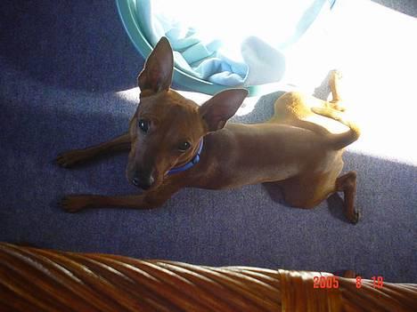 Dvaergpinscher Chico billede 4