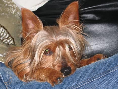 Australian silky terrier Quick Sílk´s Barney - Råhygge på sofaen sammen med min Barneypige BT, når mor og far skal noget. billede 4