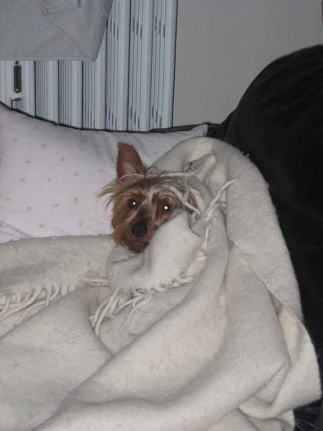 Australian silky terrier Quick Sílk´s Barney - Ja, jeg kan vist ikke skjule at jeg elsker at hygge på sofaen:-) billede 8