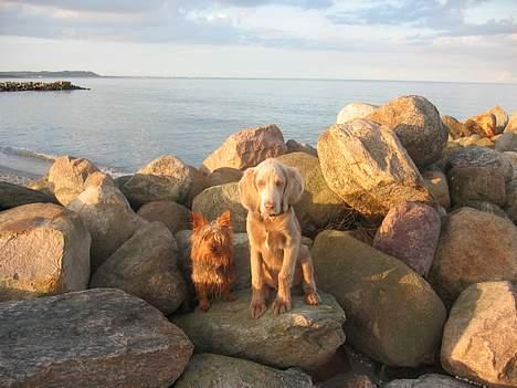 Australian silky terrier Quick Sílk´s Barney - Her sidder Jeg og Chopin modeller for mor på Sæby strand billede 7