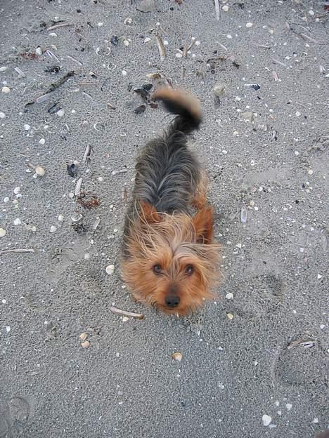 Australian silky terrier Quick Sílk´s Barney - Ska vi lege......det er så fedt at være på stranden billede 6