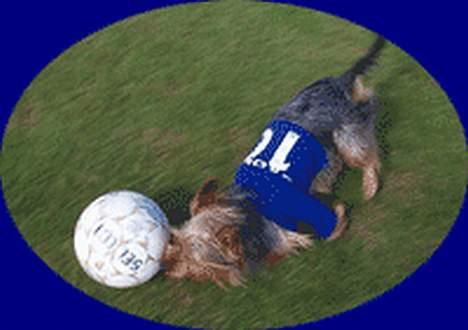Australian silky terrier Quick Sílk´s Barney - Her er jeg i mit ES når jeg er mascot for mors fodbold hold, jeg er en haj til at drible og jonglere billede 10