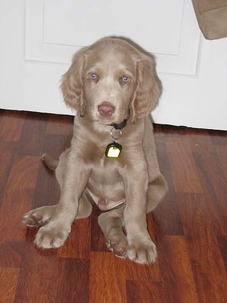 Langhåret Weimaraner Fuchs Vom Jungholz (Død) - Ja, så sød var jeg med mine blå øjne 8 uger gammel billede 2