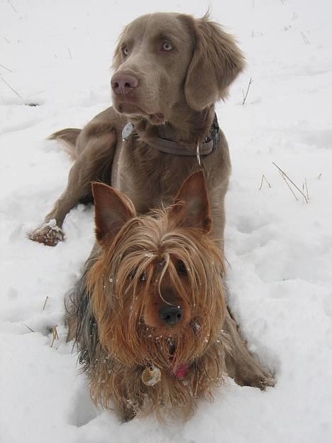 Langhåret Weimaraner Fuchs Vom Jungholz (Død) - Her er brormand Barney & jeg billede 3