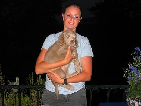 Langhåret Weimaraner Fuchs Vom Jungholz (Død) - Så lille var jeg da mor kom og hentede mig i Tyskland billede 9