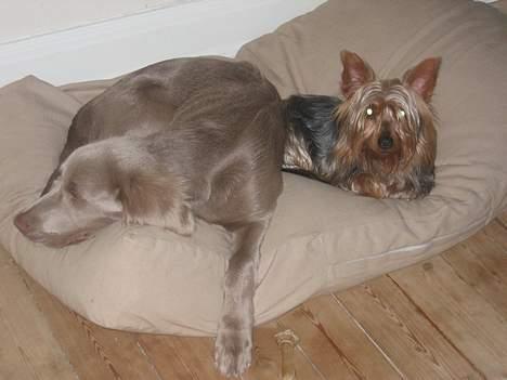 Langhåret Weimaraner Fuchs Vom Jungholz (Død) - Her hygger Barney og jeg i vores mega store sækkeseng som mor har lavet til os billede 6