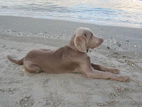 Langhåret Weimaraner Fuchs Vom Jungholz (Død) - Sikke en udsigt....kan vist skimte Læsø i det fjerne billede 7