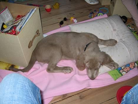 Langhåret Weimaraner Fuchs Vom Jungholz (Død) - Det kan simpelthen kun være mig der er redt op til her......gab billede 10