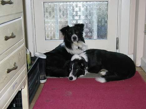 Border collie Kenzo - Kenzo sammen med vores anden Border Collie Dallas billede 2