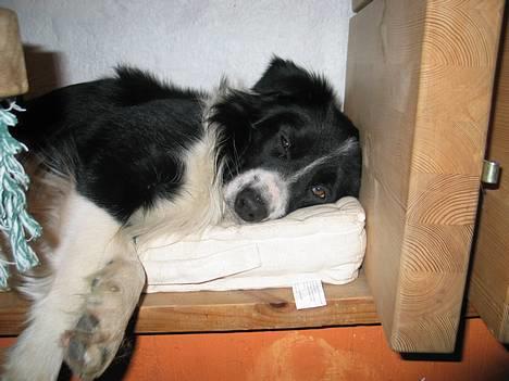 Border collie Kenzo - Kenzo efter en hård dag med hyrdning.. så er slagbænken et godt sted at sove. billede 3