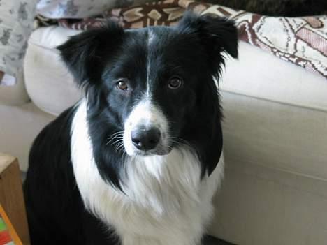 Border collie Kenzo - kenzo maj 04 billede 4
