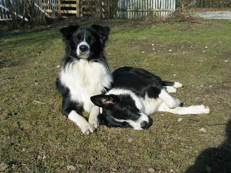 Border collie Kenzo - Kenzo og Dallas i haven billede 5