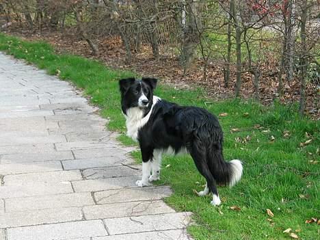 Border collie Kenzo billede 6