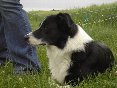 Border collie Dallas - Dallas juni 2006 på Lillens mark inden vi skal ind og hyrde. billede 1