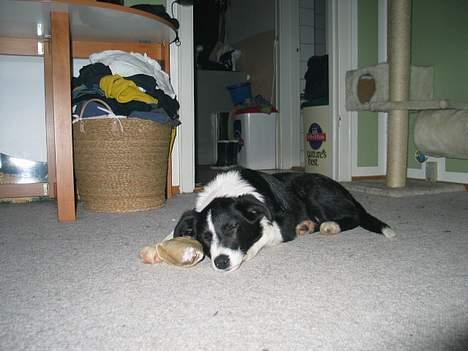 Border collie Dallas - selvom man sover kan man godt passe på sit kødben billede 2