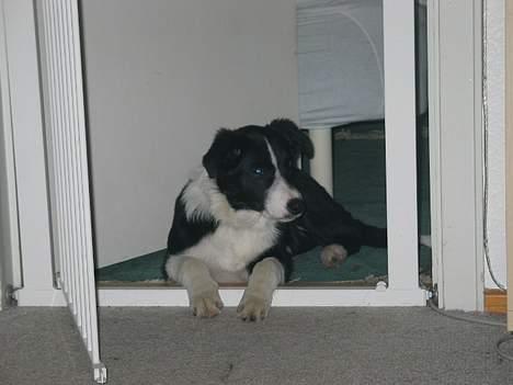 Border collie Dallas billede 3