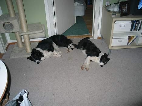 Border collie Dallas - Dallas og Kenzo i sovetimen. billede 4