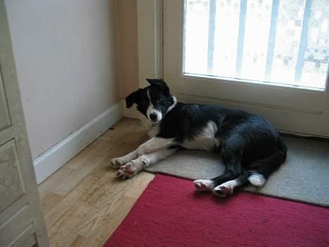 Border collie Dallas - Hvorfor vækker du mig? billede 5