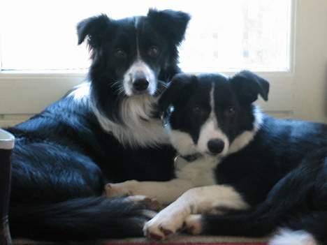 Border collie Dallas - Kenzo og Dallas  billede 6