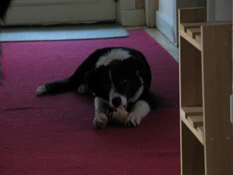 Border collie Dallas billede 7